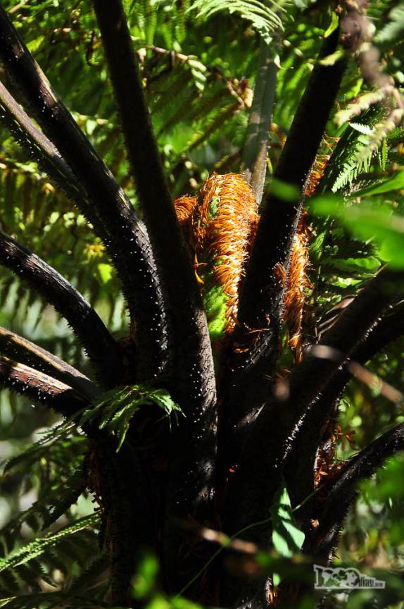 Vegetação no Parque Nacional da Serra dos Órgãos, no Rio de Janeiro